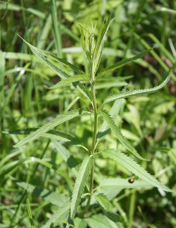 Изображение особи Veronica longifolia.