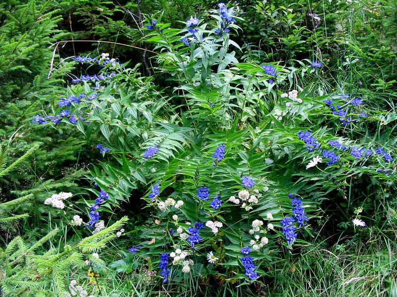 Image of Gentiana asclepiadea specimen.