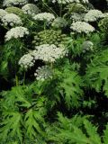 Heracleum mantegazzianum. Цветущее растение. Нидерланды, окрестности Гронингена. Июль 2006 г.