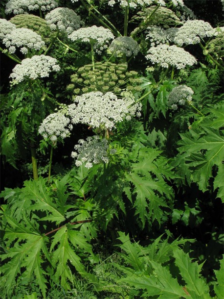 Image of Heracleum mantegazzianum specimen.