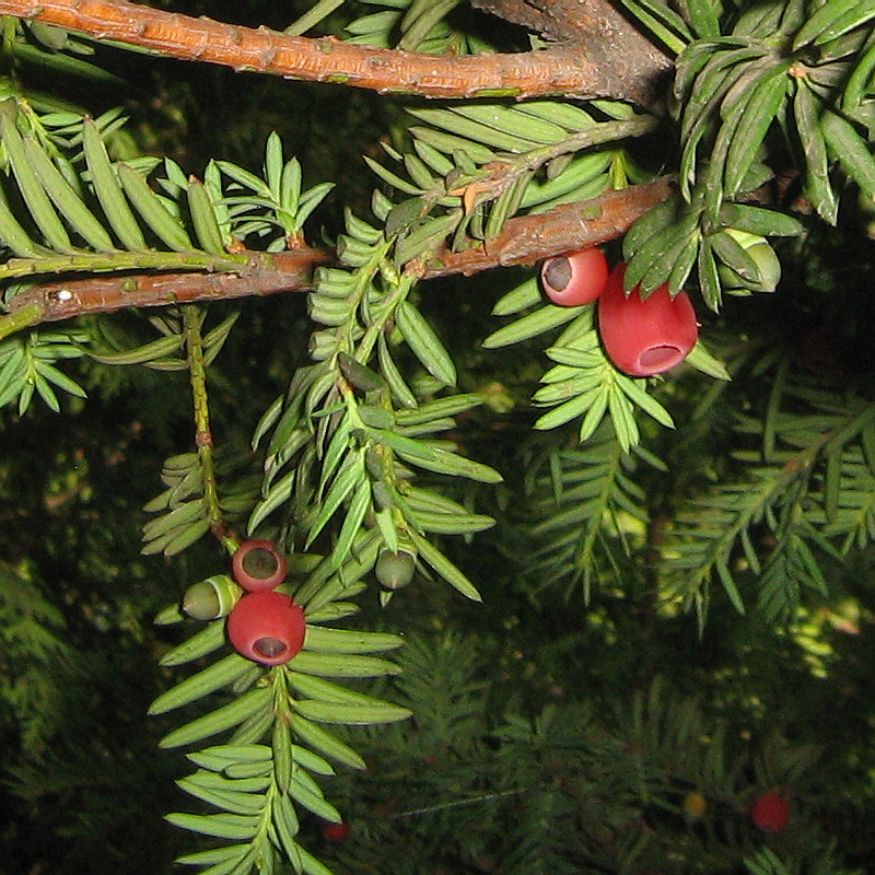 Image of Taxus baccata specimen.