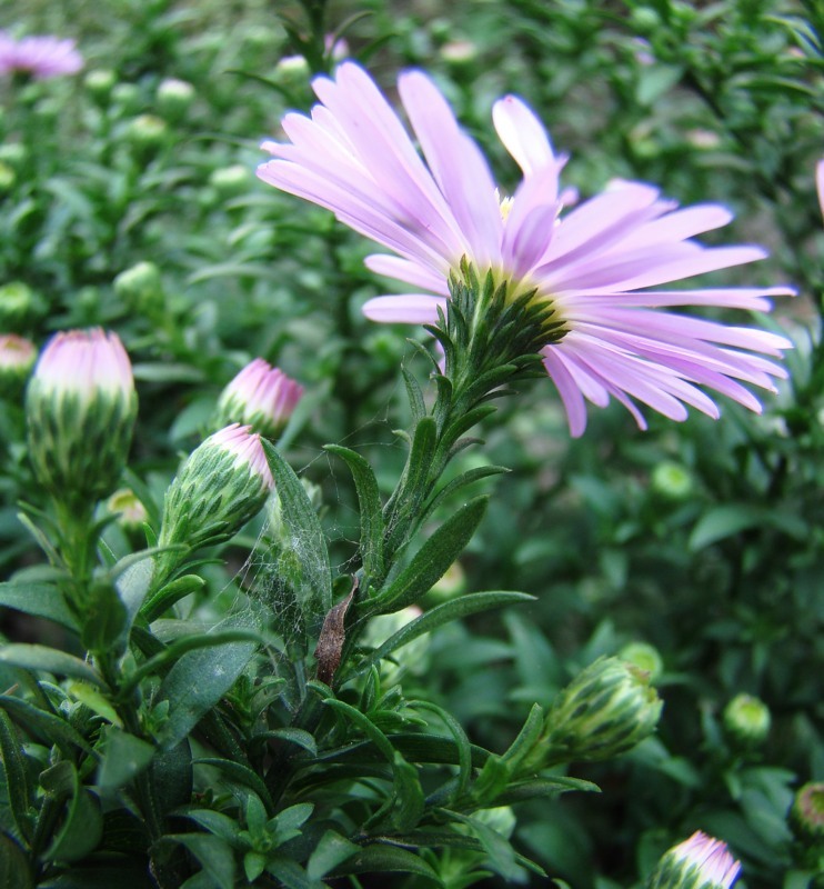 Image of Symphyotrichum &times; versicolor specimen.