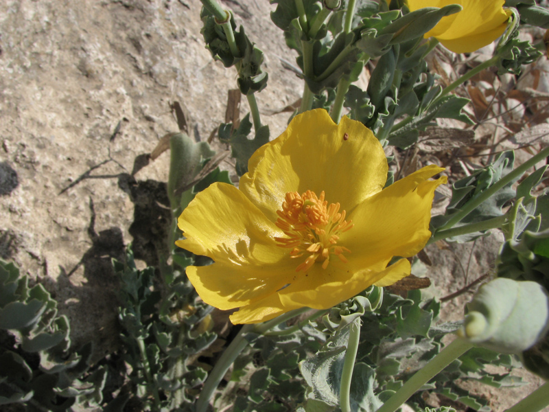 Image of Glaucium flavum specimen.
