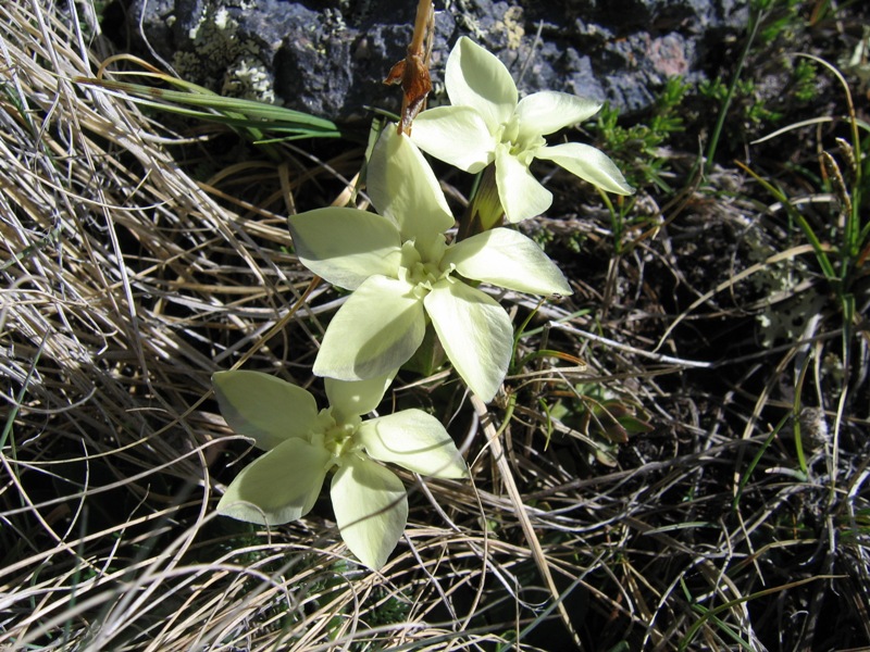 Image of Gentiana oschtenica specimen.