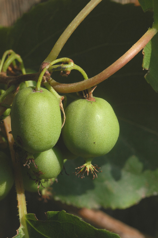 Изображение особи Actinidia arguta.