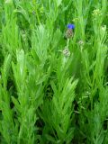 Centaurea depressa