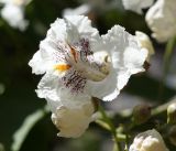 Catalpa bignonioides