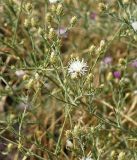 Centaurea pseudosquarrosa