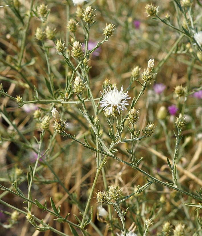 Изображение особи Centaurea pseudosquarrosa.