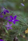 Campanula patula