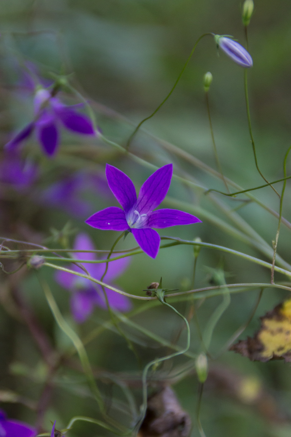 Image of Campanula patula specimen.