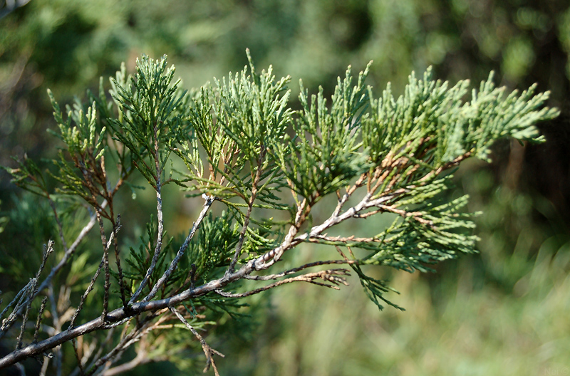 Изображение особи Juniperus sabina.