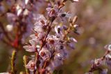 Calluna vulgaris