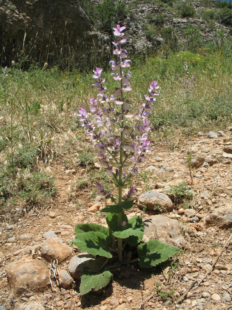 Изображение особи Salvia sclarea.