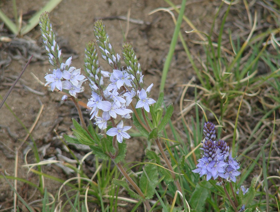 Image of Veronica prostrata specimen.