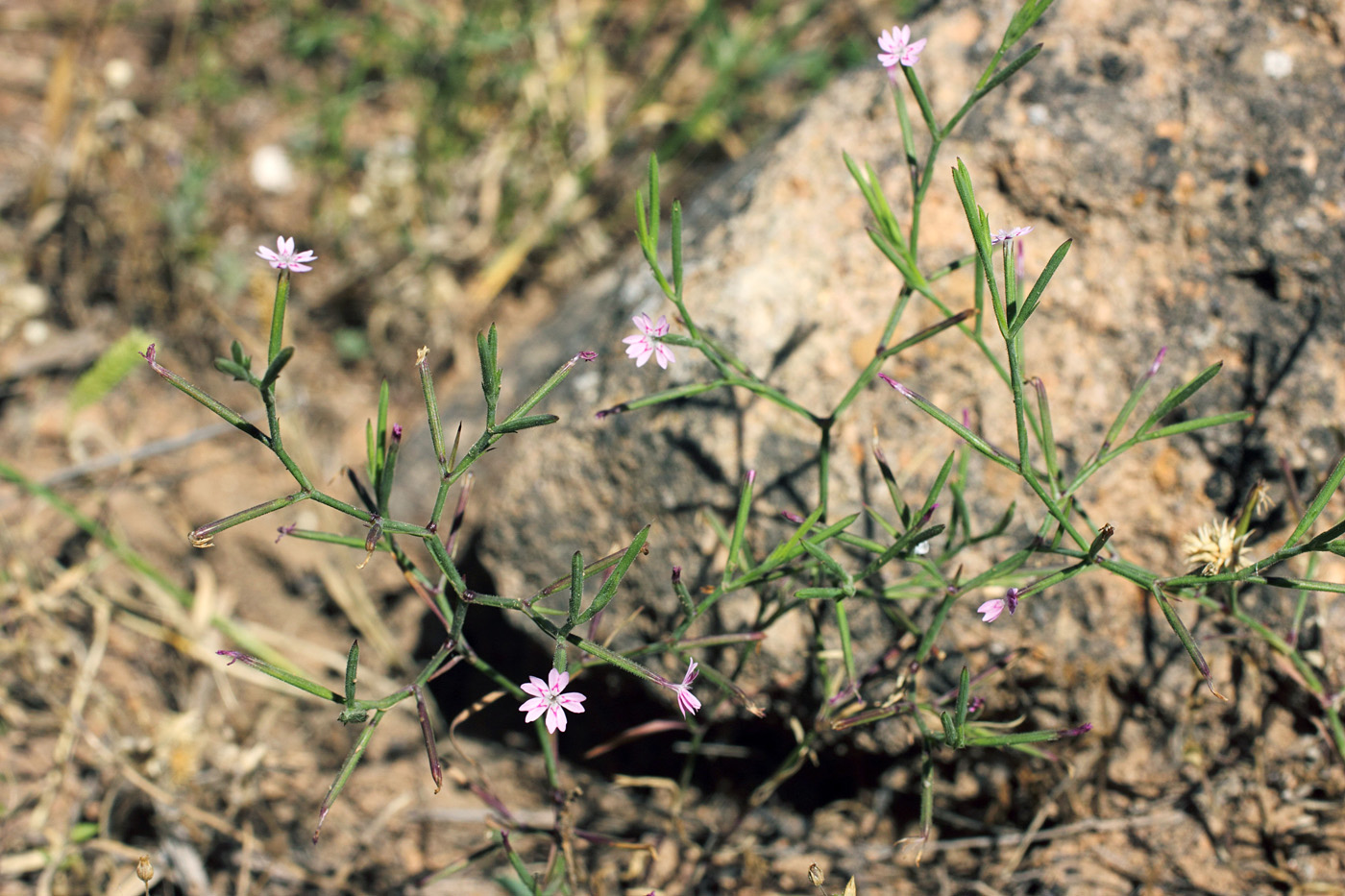 Image of Velezia rigida specimen.