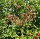 Conioselinum tataricum