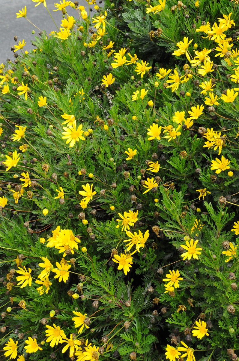 Image of Euryops pectinatus specimen.