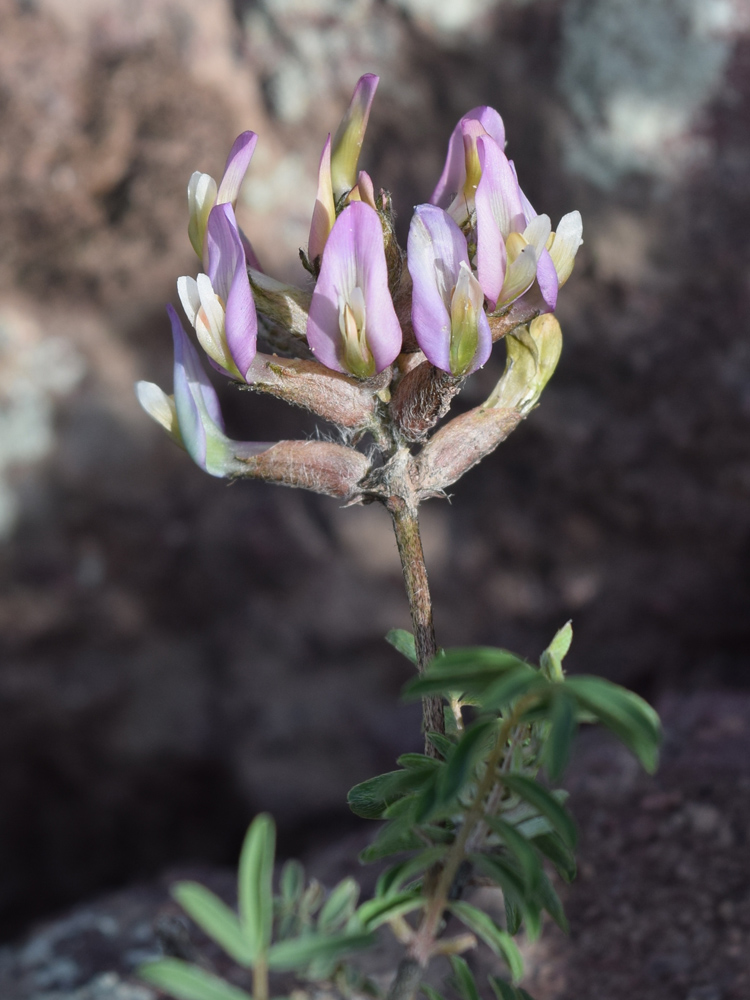 Изображение особи Astragalus neolipskyanus.