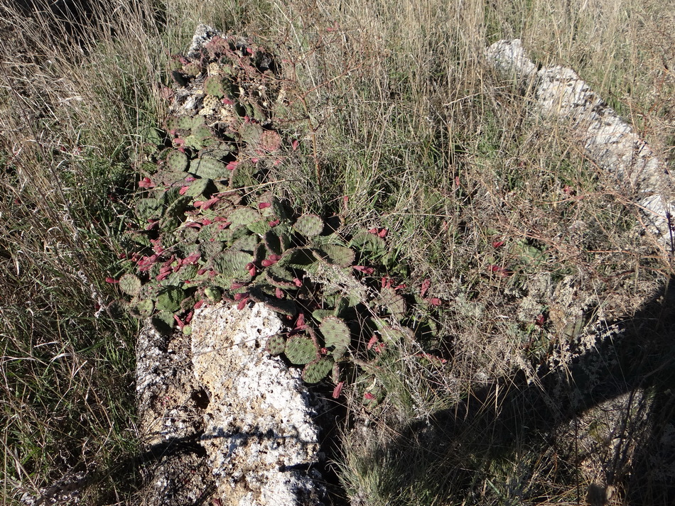 Image of Opuntia humifusa specimen.