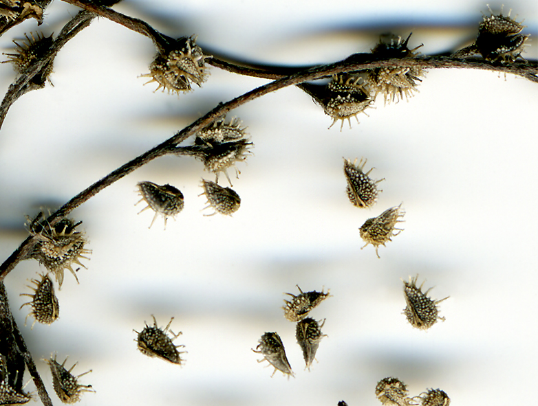 Image of genus Lappula specimen.