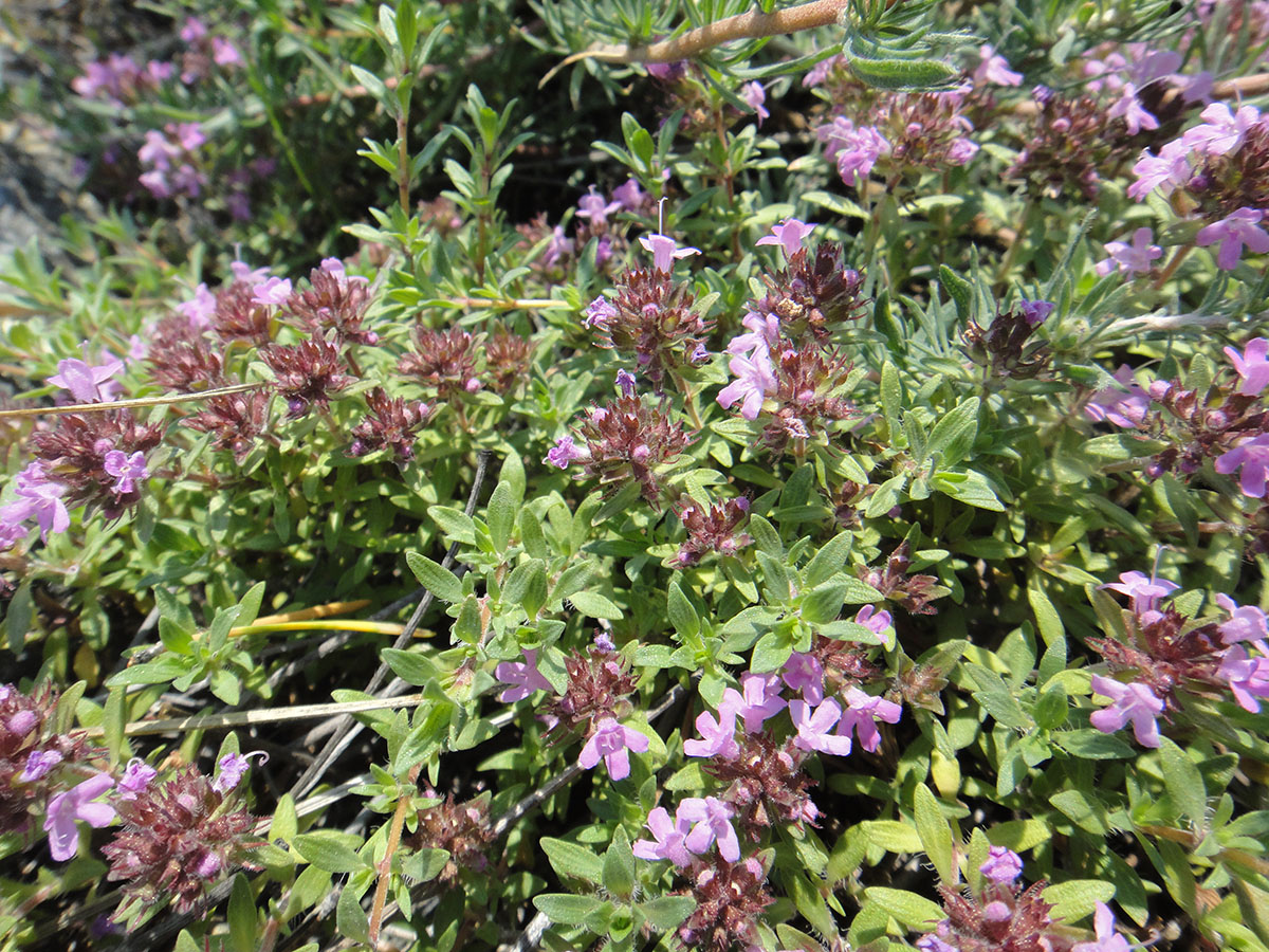 Image of Thymus pavlovii specimen.