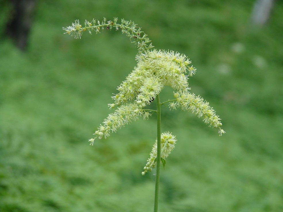 Изображение особи Cimicifuga foetida.