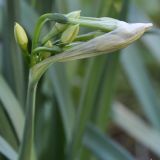 Narcissus papyraceus