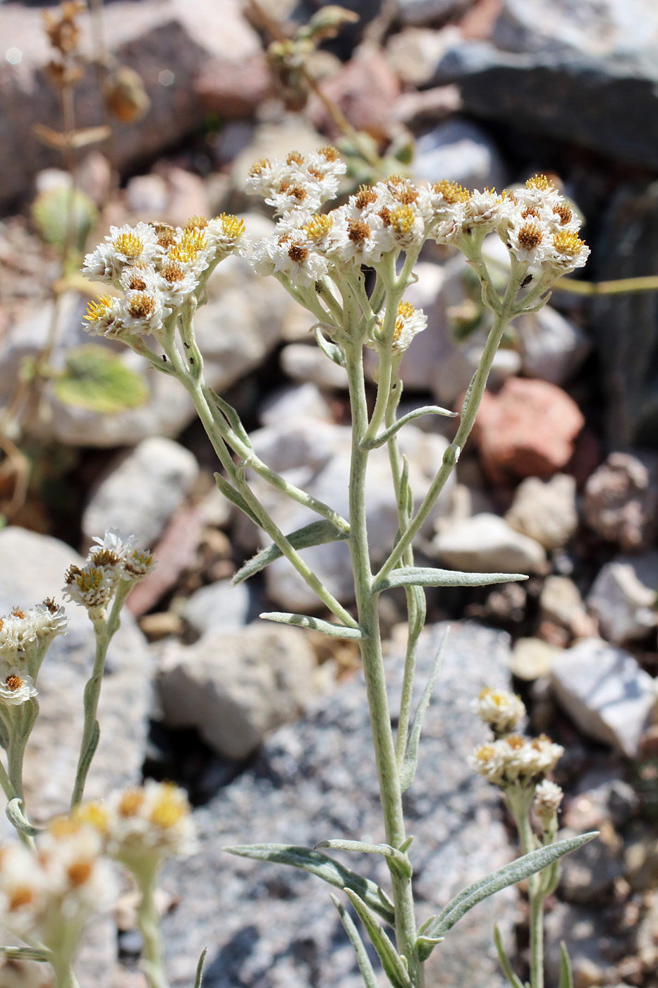 Image of Anaphalis velutina specimen.