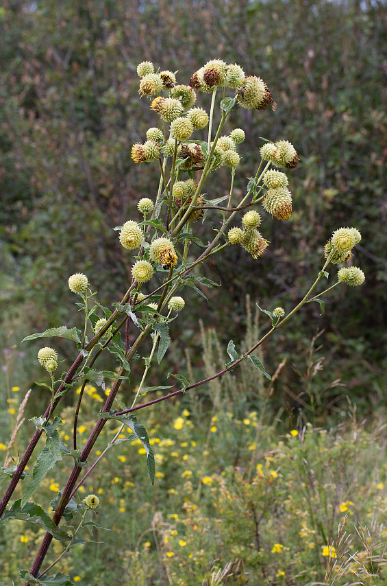 Image of Alfredia cernua specimen.