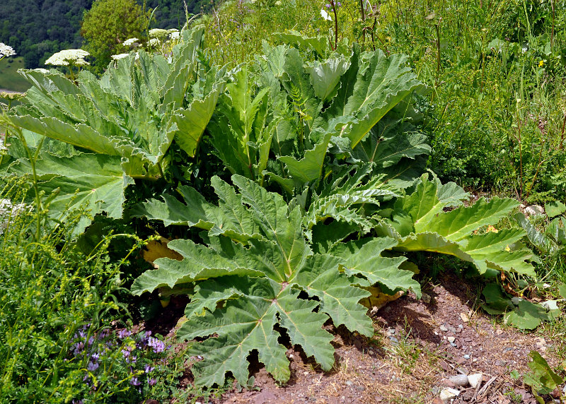 Image of Heracleum leskovii specimen.
