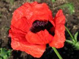 Papaver setiferum