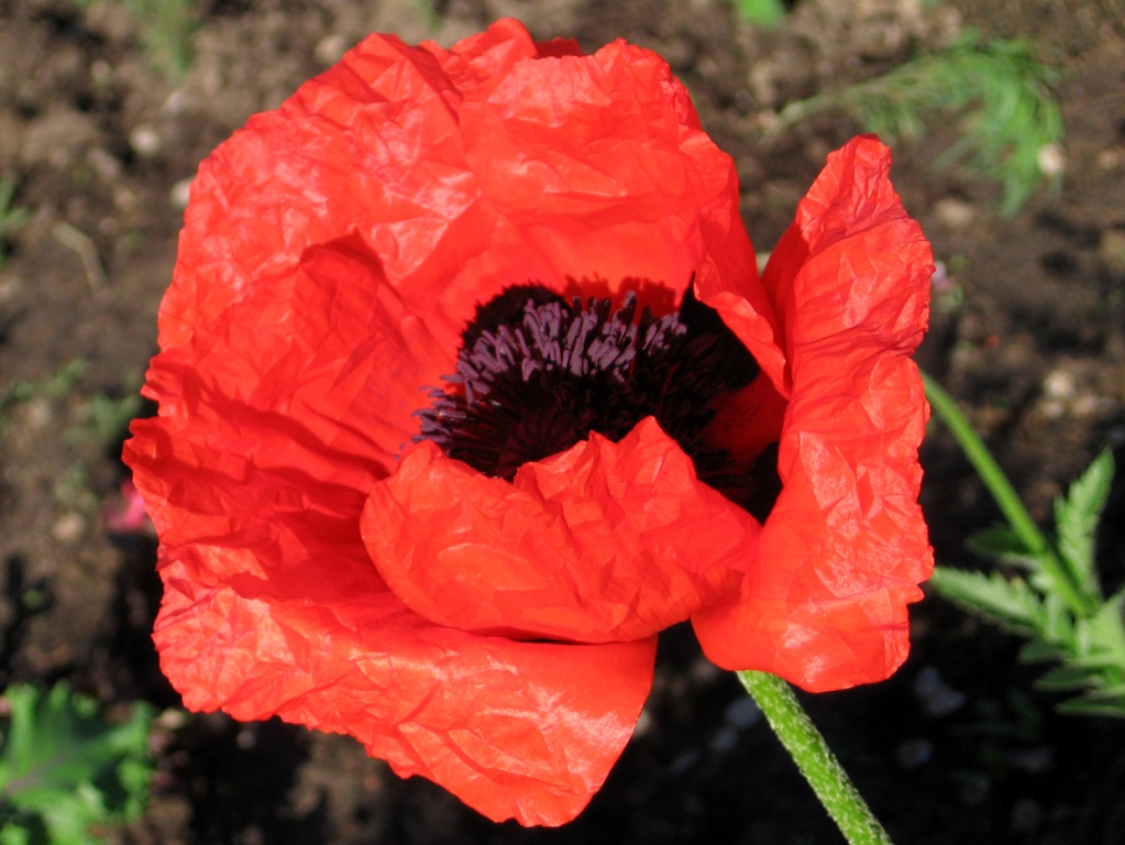 Image of Papaver setiferum specimen.