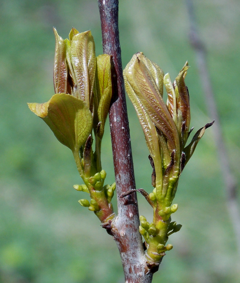 Изображение особи Rhamnus cathartica.