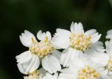 Achillea cartilaginea