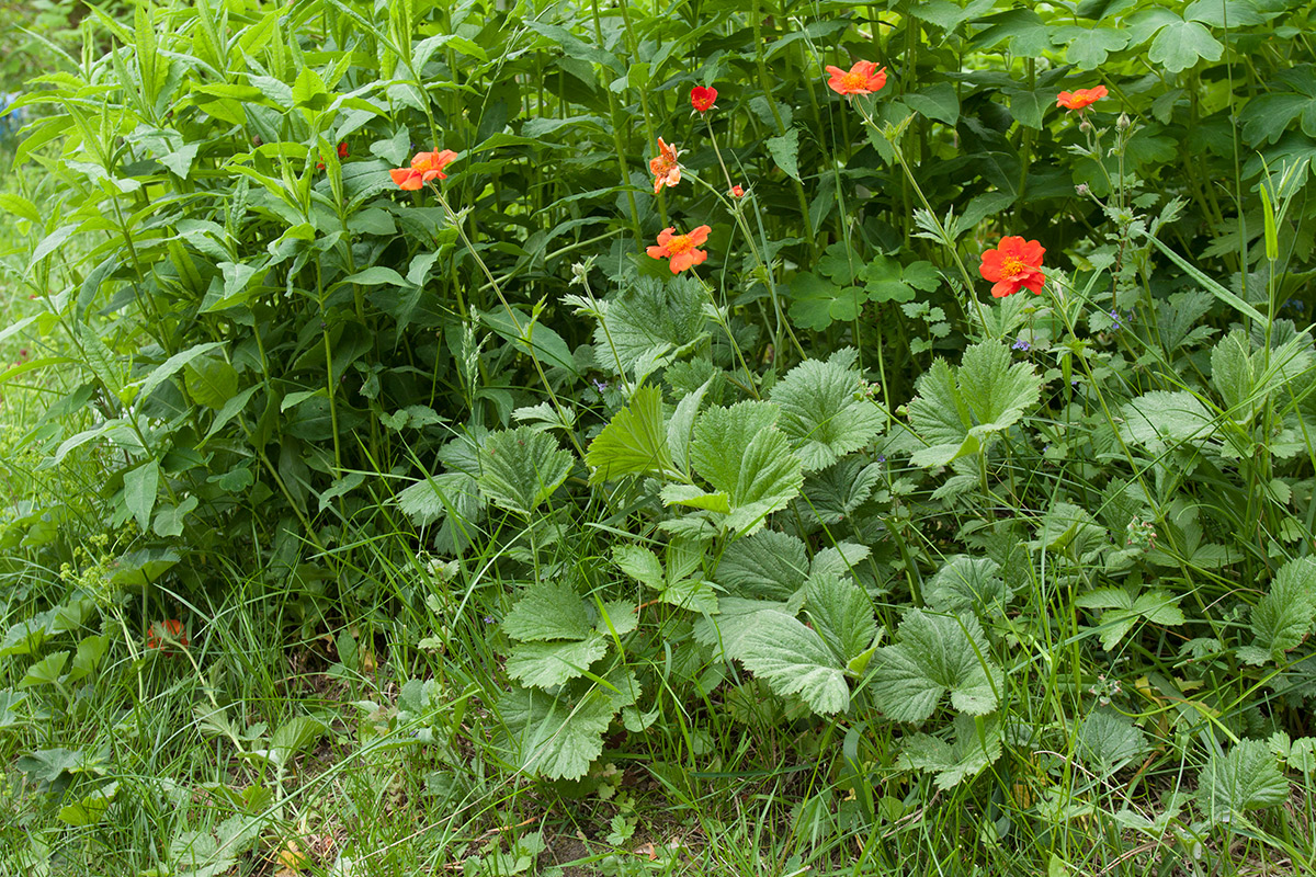 Изображение особи Geum quellyon.