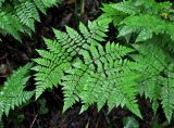 Dryopteris amurensis