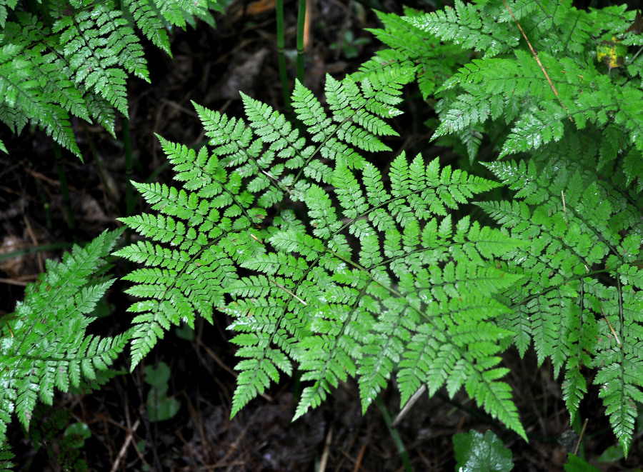 Изображение особи Dryopteris amurensis.