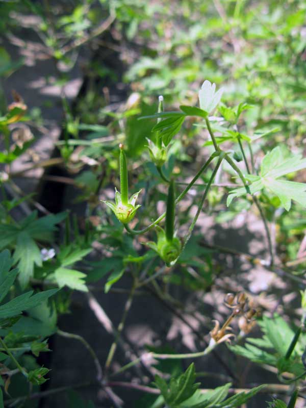 Изображение особи Geranium sibiricum.