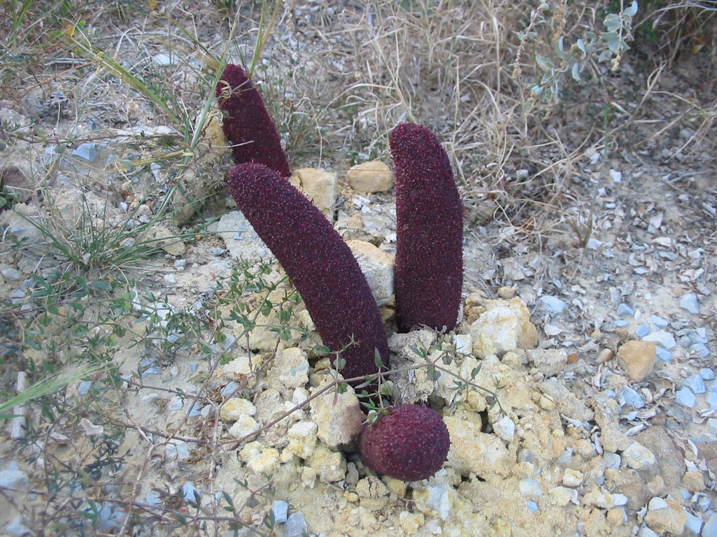 Image of Cynomorium coccineum specimen.