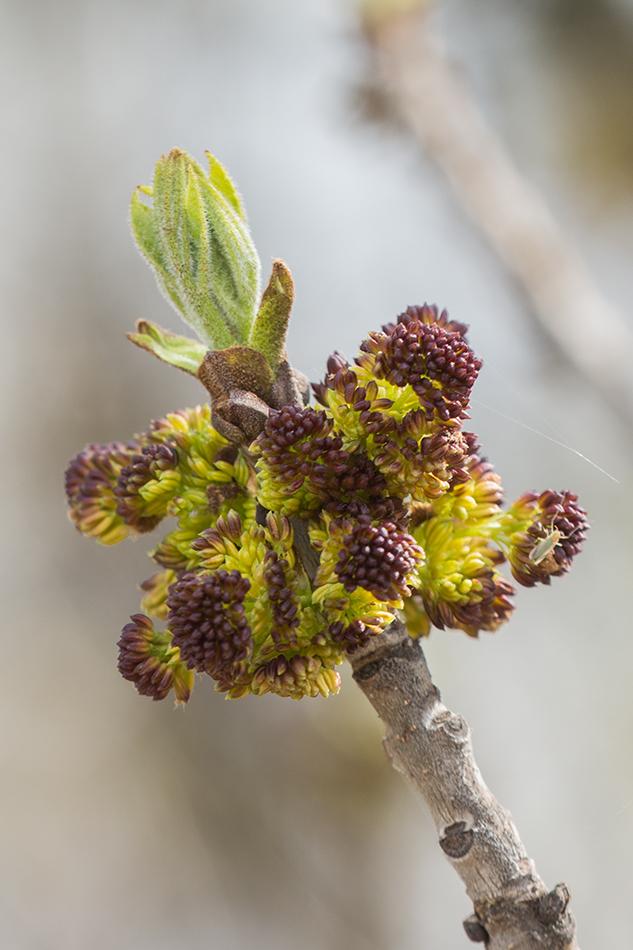 Изображение особи Fraxinus pennsylvanica.