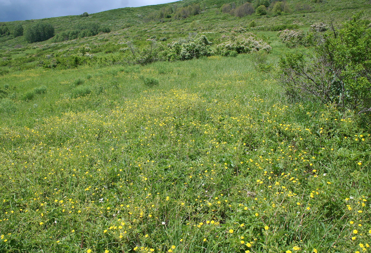 Image of Potentilla chrysantha specimen.