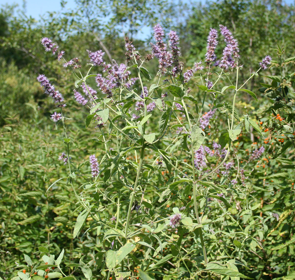 Изображение особи Mentha asiatica.