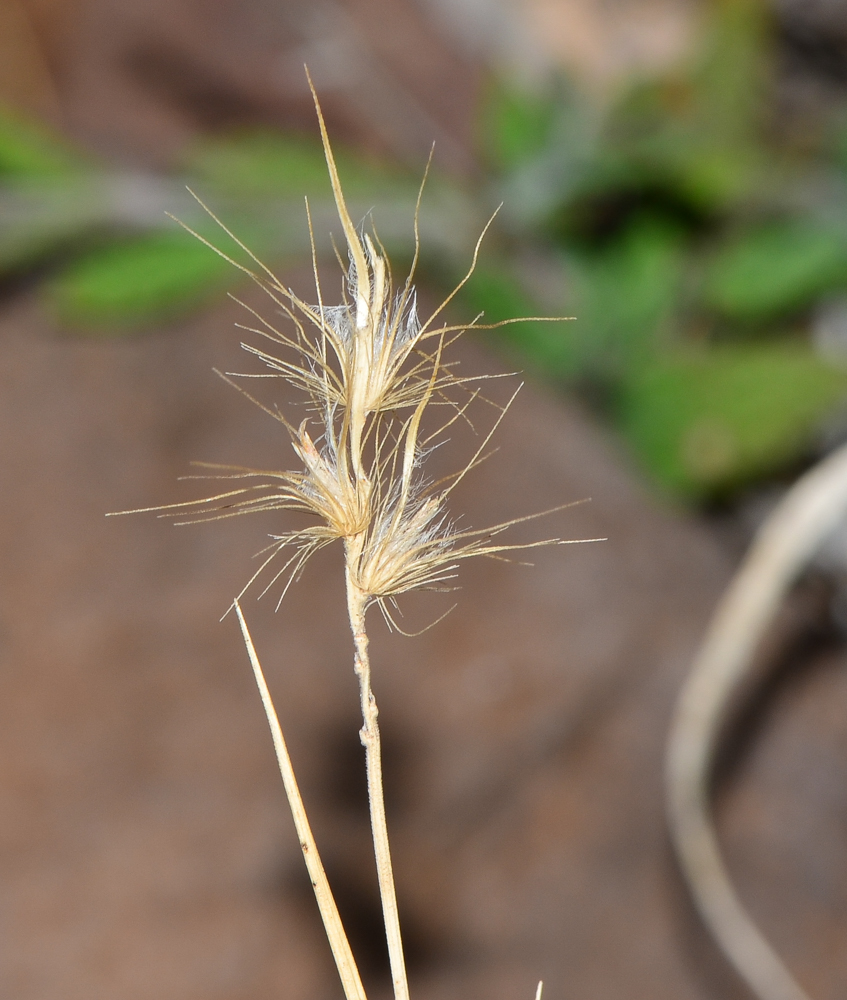 Изображение особи Cenchrus ciliaris.