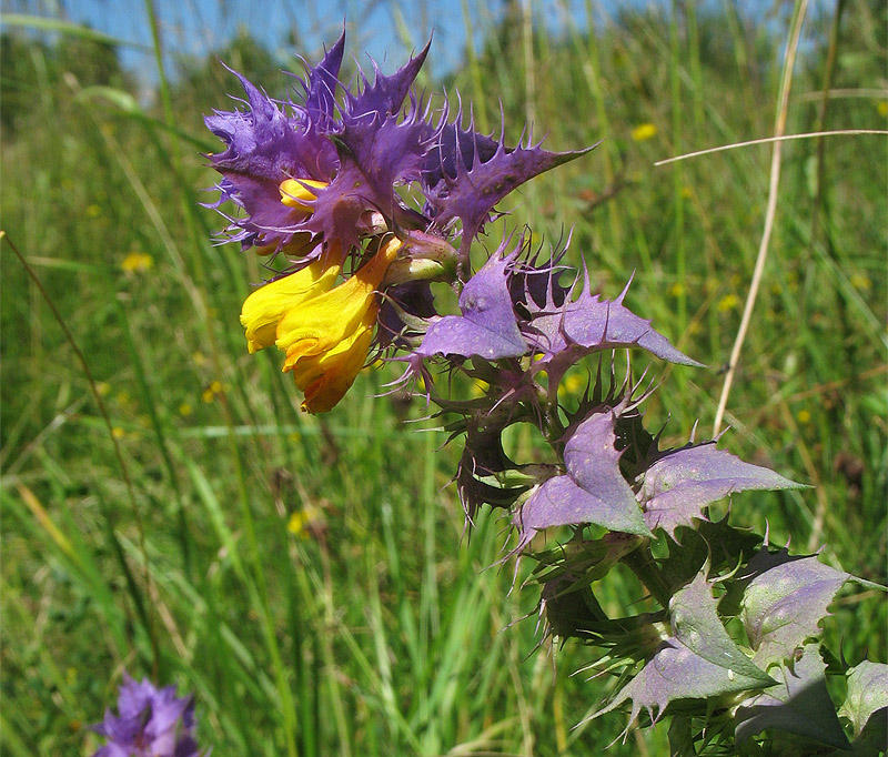 Image of Melampyrum polonicum specimen.