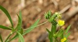 Ranunculus arvensis