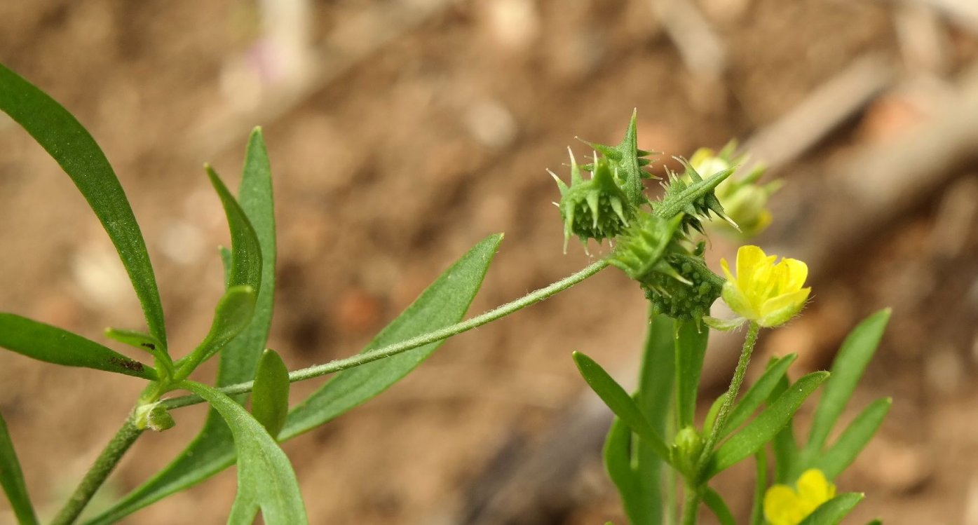 Изображение особи Ranunculus arvensis.