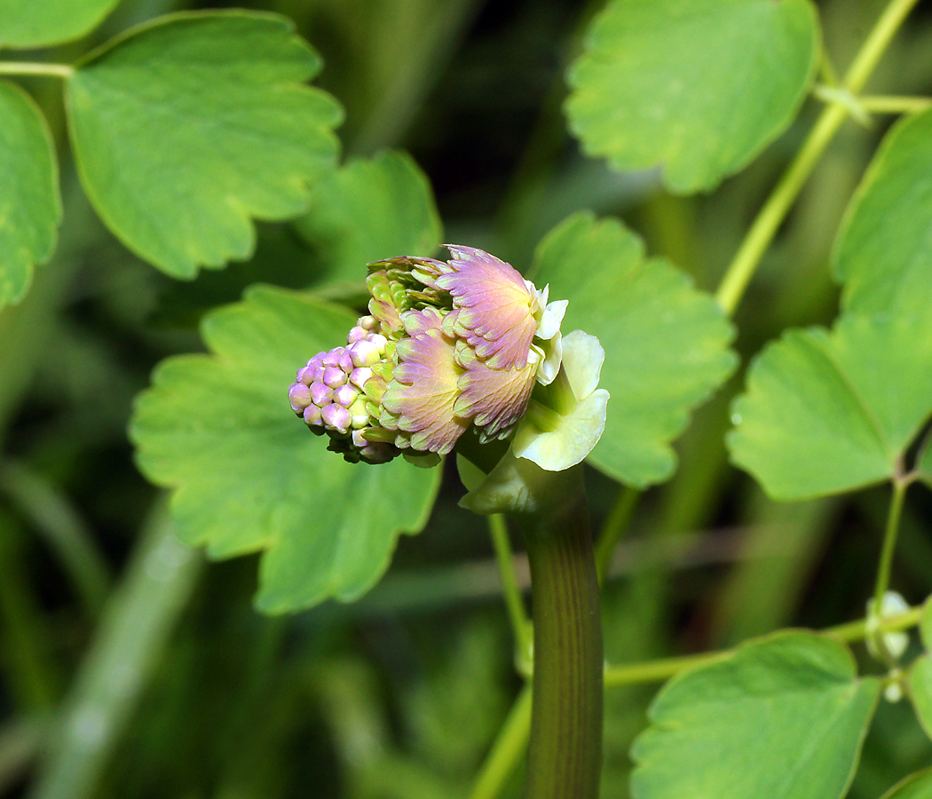 Image of Thalictrum aquilegiifolium specimen.