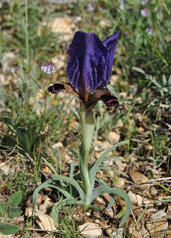 Изображение особи Iris paradoxa.