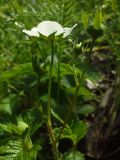 Fragaria viridis